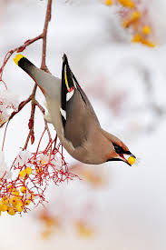 Attēlu rezultāti vaicājumam “Bombycilla garrulus”