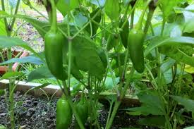 Afbeeldingsresultaat voor jalapeno early hot pepper