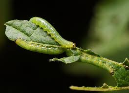 Attēlu rezultāti vaicājumam “Pristiphora maesta”