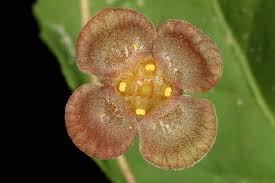 Attēlu rezultāti vaicājumam “Euonymus verrucosus fruit”