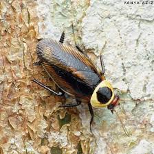 Attēlu rezultāti vaicājumam “Ectobius sylvestris female”