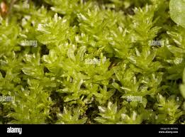 Attēlu rezultāti vaicājumam “Plagiomnium undulatum”