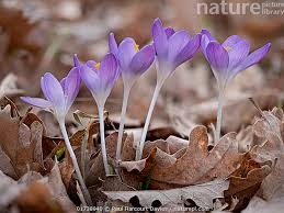 Attēlu rezultāti vaicājumam “Crocus tommasinianus”