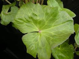 Attēlu rezultāti vaicājumam “Caltha palustris leaf”