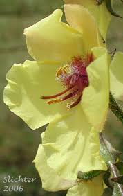 Image result for Verbascum blattaria