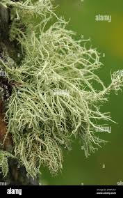 Attēlu rezultāti vaicājumam “Usnea hirta”