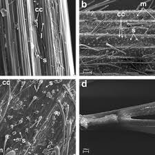 Attēlu rezultāti vaicājumam “Hordelymus europaeus leaf”