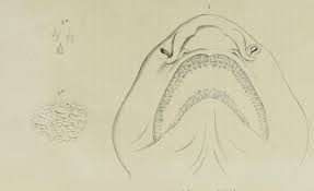 Image result for Cephaloscyllium laticeps