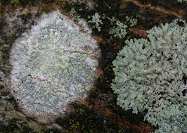 Attēlu rezultāti vaicājumam “Scoliciosporum chlorococcum”