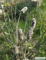 Attēlu rezultāti vaicājumam “Plantago uniflora”