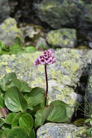 Image result for Bergenie