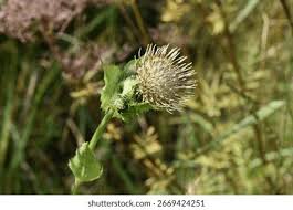 Attēlu rezultāti vaicājumam “Cirsium oleraceum flower”
