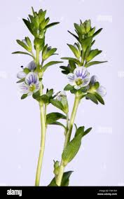 Attēlu rezultāti vaicājumam “Veronica serpyllifolia”