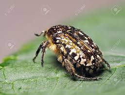 Attēlu rezultāti vaicājumam “Oxythyrea funesta”