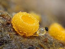 Attēlu rezultāti vaicājumam “Cheilymenia stercorea”