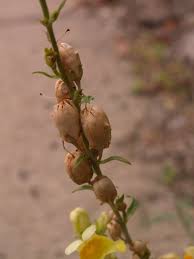 Attēlu rezultāti vaicājumam “Linaria vulgaris bud”