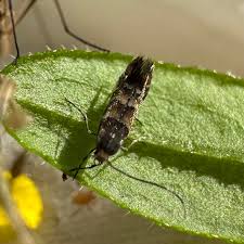 Attēlu rezultāti vaicājumam “Phyllonorycter platanoidella”
