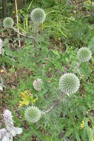 Attēlu rezultāti vaicājumam “Echinops sphaerocephalus”