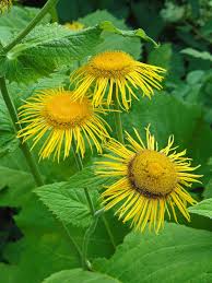 Attēlu rezultāti vaicājumam “Telekia speciosa flower”