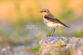Attēlu rezultāti vaicājumam “Oenanthe oenanthe female”