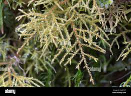 Attēlu rezultāti vaicājumam “Hylocomiastrum umbratum”