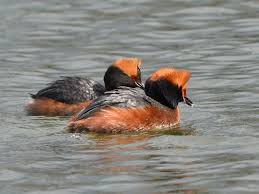 Image result for Podiceps auritus