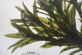 Attēlu rezultāti vaicājumam “Gymnostomum aeruginosum”