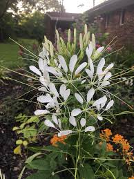 Attēlu rezultāti vaicājumam “Enerthenema papillatum stalked”