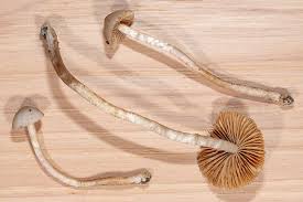 Attēlu rezultāti vaicājumam “Didymium nigripes young”