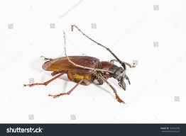 Attēlu rezultāti vaicājumam “Oxymirus cursor female”