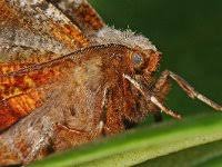 Attēlu rezultāti vaicājumam “Selenia tetralunaria”