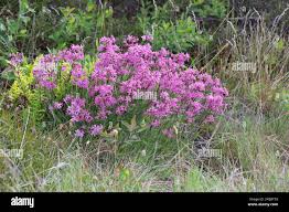 Attēlu rezultāti vaicājumam “Silene viscaria leaf”
