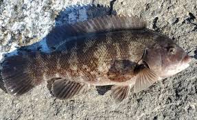 Image result for Tautoga onitis