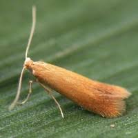 Attēlu rezultāti vaicājumam “Tischeriidae”