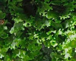 Attēlu rezultāti vaicājumam “Pellia endiviifolia”