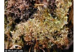 Attēlu rezultāti vaicājumam “Riccardia multifida”