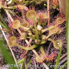 Attēlu rezultāti vaicājumam “Drosera rotundifolia leaf”