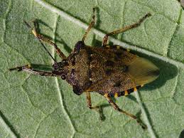 Attēlu rezultāti vaicājumam “Troilus luridus”