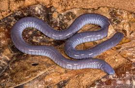 Attēlu rezultāti vaicājumam “Caenolyda reticulata”