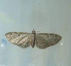 Attēlu rezultāti vaicājumam “Eupithecia tenuiata”