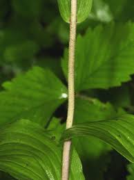 Attēlu rezultāti vaicājumam “Epipactis helleborine fruit”
