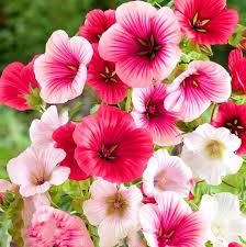 Image result for Malva sylvestris var. mauritiana