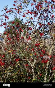 Attēlu rezultāti vaicājumam “Rosa glauca”