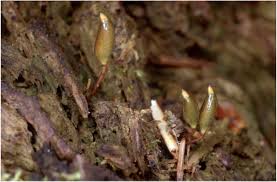 Attēlu rezultāti vaicājumam “Buxbaumia viridis sporophyte”