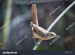 Image result for Acrocephalus aedon