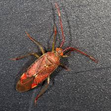 Attēlu rezultāti vaicājumam “Pantilius tunicatus”