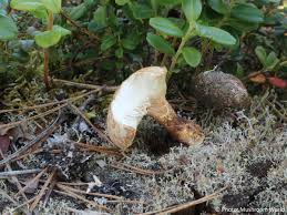 Attēlu rezultāti vaicājumam “Lentinus lepideus”