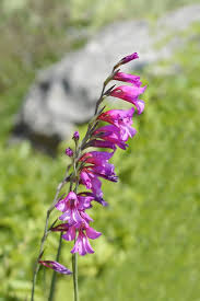Attēlu rezultāti vaicājumam “Gladiolus imbricatus leaf”