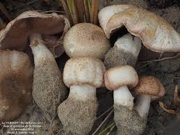 Attēlu rezultāti vaicājumam “Mucronella subtilis”