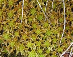 Attēlu rezultāti vaicājumam “Sphagnum fallax sporophyte”